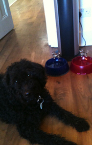 Dog and Love Water MINI Dispenser